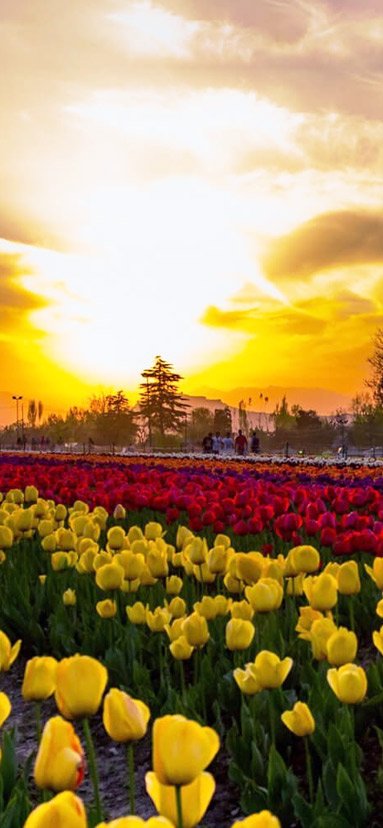 Srinagar tour packages | Real Paradise Journey