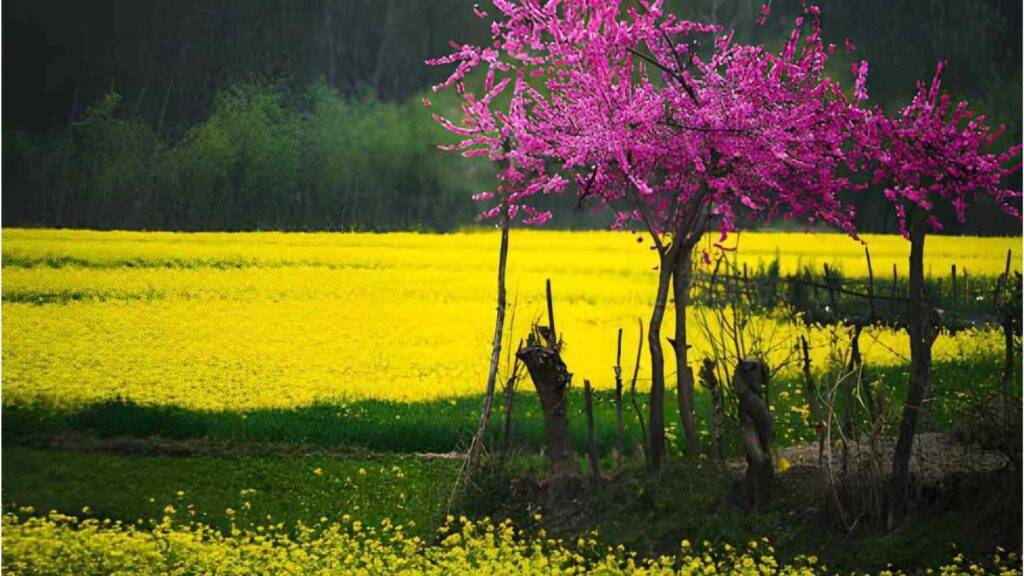 A vibrant landscape, perfect for Kashmir tour packages, features a solitary tree with bright pink blossoms standing in the foreground of a sprawling field.