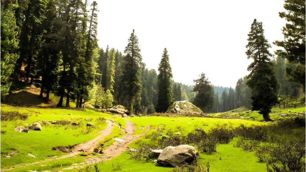 A scenic view of a lush green forest with a dirt path winding through it awaits you in the Jammu Kashmir Tour package.